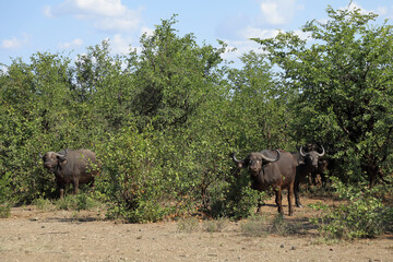 Naklejka premium Kaffernbüffel / African buffalo / Syncerus caffer