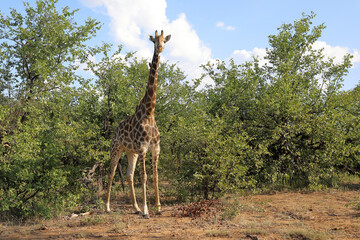 Giraffe / Giraffe / Giraffa camelopardalis