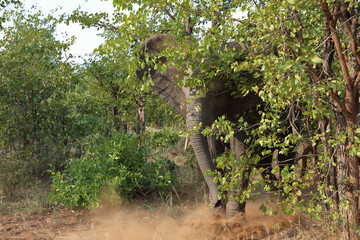 Afrikanischer Elefant / African elephant / Loxodonta africana..