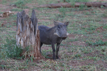 Fototapeta premium Warzenschwein / Warthog / Phacochoerus africanus