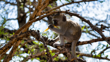 A playful monkey delights in a delicious snack while relaxing comfortably in a tree Tarangire...