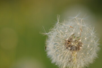 fiore di dente di leone al tramonto