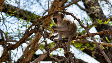 A Curious Monkey in a Tree is Actively Exploring Its Surrounding Habitat Environment Tarangire National Park Tanzania Africa