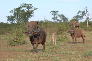 Afrikanischer Elefant und Kaffernbüffel / African elephant and African buffalo / Loxodonta...