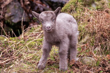 Very cute very young Kid ( mountain goat) in Norh Wales