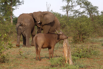 Afrikanischer Elefant und Kaffernbüffel / African elephant and African buffalo / Loxodonta...