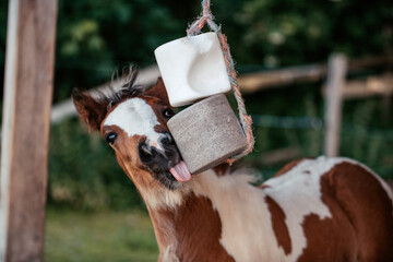Fohlen mit Salzleckstein