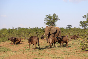 Afrikanischer Elefant und Kaffernbüffel / African elephant and African buffalo / Loxodonta...