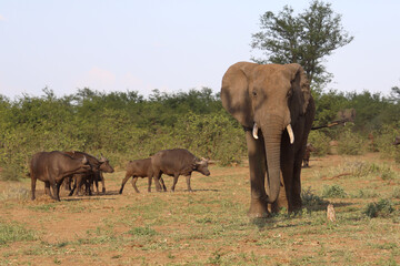 Afrikanischer Elefant und Kaffernbüffel / African elephant and African buffalo / Loxodonta...