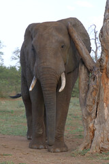 Fototapeta premium Afrikanischer Elefant / African elephant / Loxodonta africana