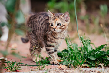 Kitten