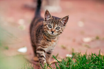 Kitten