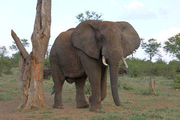 Obraz premium Afrikanischer Elefant / African elephant / Loxodonta africana