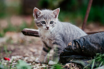 Kitten
