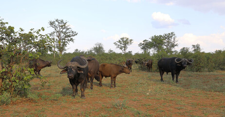 Obraz premium Kaffernbüffel / African buffalo / Syncerus caffer