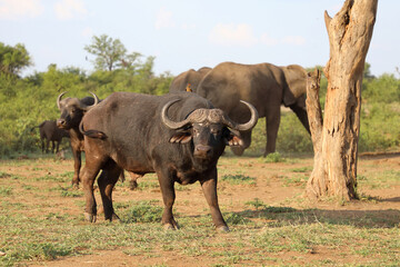 Fototapeta premium Kaffernbüffel / African buffalo / Syncerus caffer