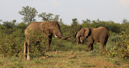 Obraz premium Afrikanischer Elefant / African elephant / Loxodonta africana