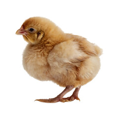 Fototapeta premium Newborn baby chick generative AI