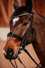 Obraz premium Dressurpferd mit Kandare