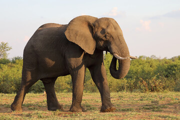 Afrikanischer Elefant / African elephant / Loxodonta africana