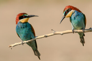 bee eaters perching on branch