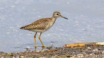 Wood Sandpiper bird near the lake