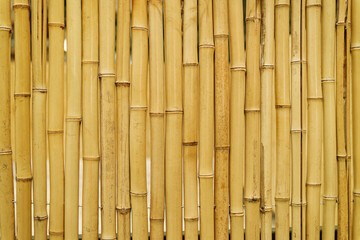 Dry yellow bamboo texture. Dried bamboo wall or fence as background.