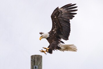 A Bald Eagle coming in for a landing on a wooden pole at Cherry Creek State Park in Colorado. Viewed at close range.
