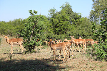 Naklejka premium Schwarzfersenantilope / Impala / Aepyceros melampus