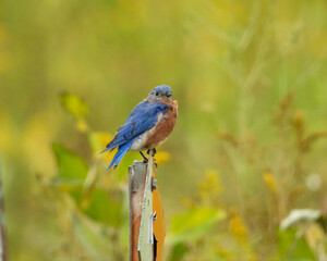 Eastern Bluebird - Sialia sialis - North American Migratoy Songbird 