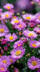 A close-up of vibrant purple daisies with yellow centers, glistening with raindrops against a lush green garden background.