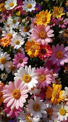 Colorful Daisies in a Vibrant Flower Garden