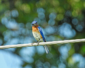 Eastern Bluebird - Sialia sialis - North American Migratoy Songbird 