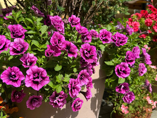 Beautiful flowers petunia surfinia in flower pot 