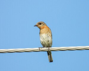 Eastern Bluebird - Sialia sialis - North American Migratoy Songbird 