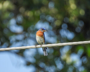 Eastern Bluebird - Sialia sialis - North American Migratoy Songbird 