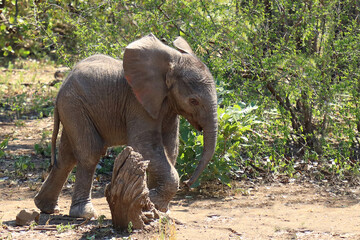 Afrikanischer Elefant / African elephant / Loxodonta africana