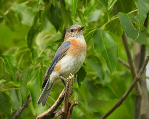 Eastern Bluebird - Sialia sialis - North American Migratoy Songbird 
