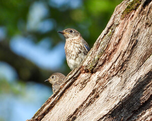 Eastern Bluebird - Sialia sialis - North American Migratoy Songbird 