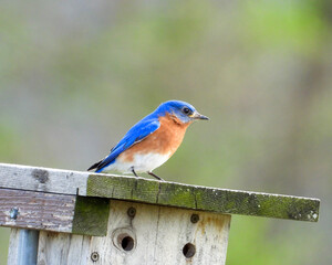 Eastern Bluebird - Sialia sialis - North American Migratoy Songbird 