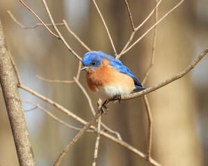 Eastern Bluebird - Sialia sialis - North American Migratoy Songbird 