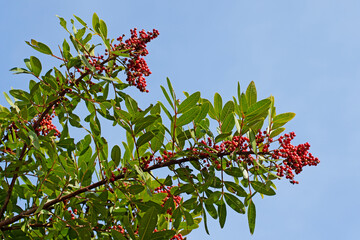 Berries of the Brazilian pepper tree (Schinus terebinthifolia) are small, bright red, and...