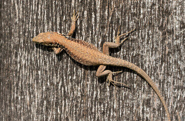A warming Lebanon lizard (Phoenicolacerta laevis) is a small, agile reptile native to the eastern...