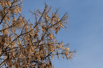 Branches of Ash-leaved maple (Acer negundo) with winged seedpods in a city park in February
