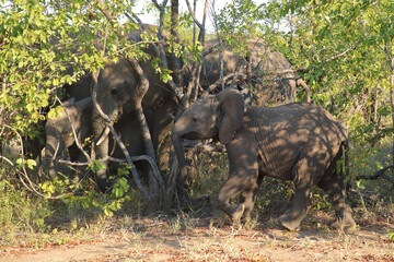 Afrikanischer Elefant / African elephant / Loxodonta africana