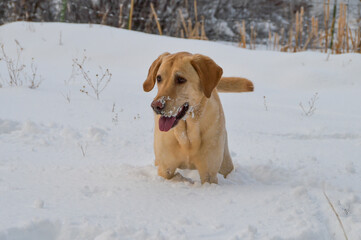 One yellow labrador walking playing in the snow in the countryside on a beautiful winter day during a blizzard in southwestern Colorado, Durango, Colorado, USA