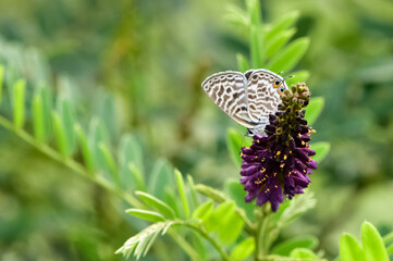 wild animals and insects. photos of butterflies in natural areas. © akif