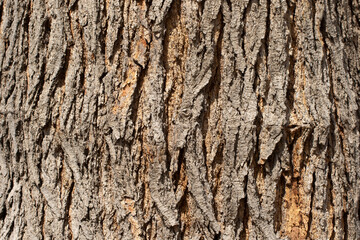 Bark texture of an ancient mulberry tree, weathered and gnarled by many years, tells a story of time and resilience, adding character and natural beauty to the landscape