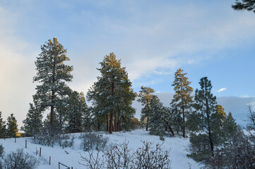 One yellow labrador walking playing in the snow in the countryside on a beautiful winter day during a blizzard in southwestern Colorado, Durango, Colorado, USA