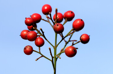 Berries of the Heavenly Bamboo (Nandina domestica) is an evergreen shrub prized for its colorful...